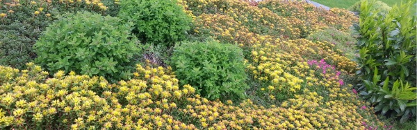 Bepflanzung